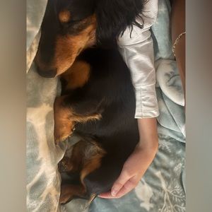 Meet your Posher, Maya